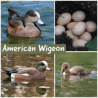 American Wigeon